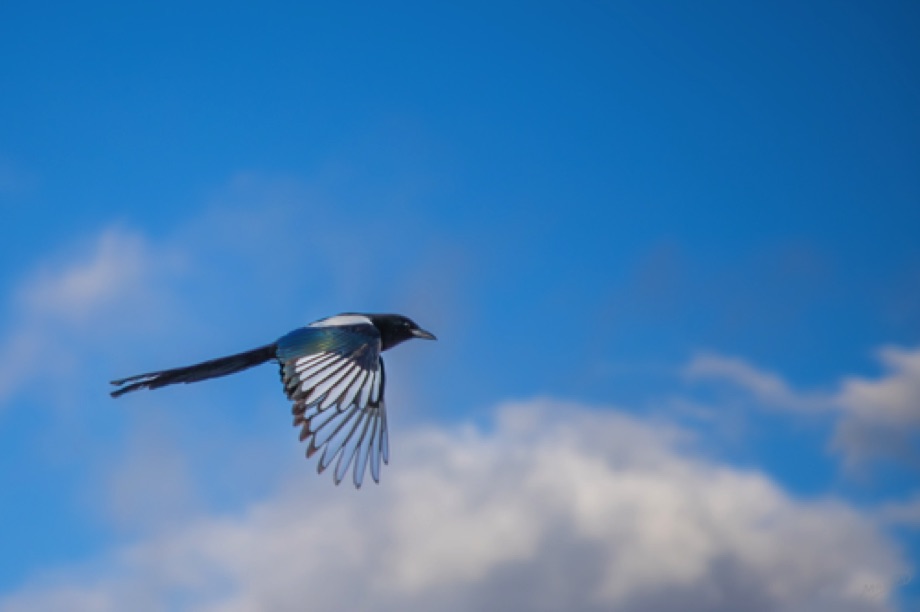 Magpie in flight
Mormon Row, Yellowstone